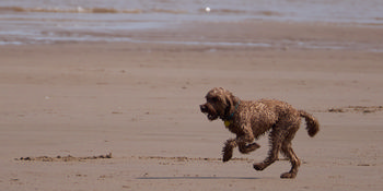Labradoodle .jpg